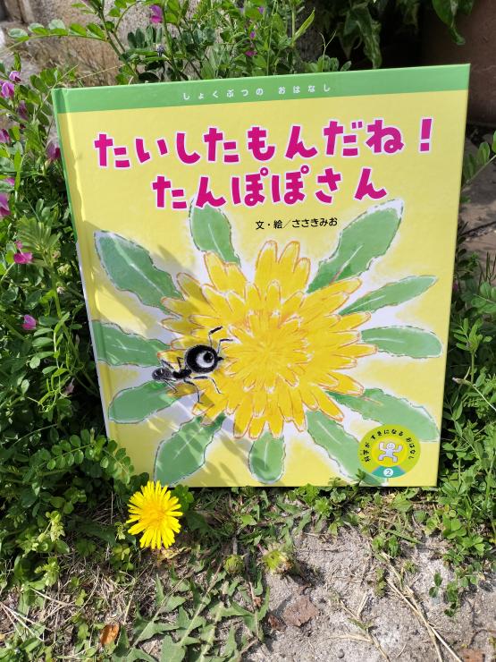 たいしたもんだね！たんぽぽさん